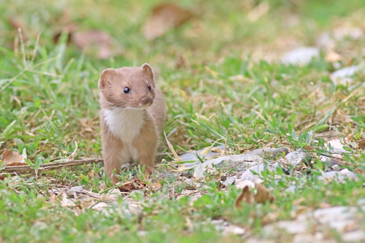 Donnola ( Mustela nivalis vulgaris )