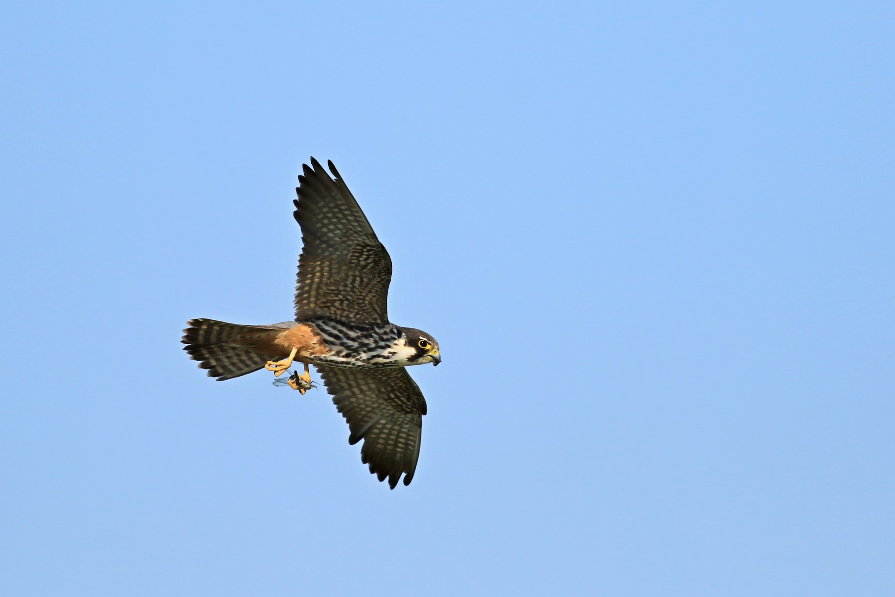 Lodolaio  ( Falco subbuteo )