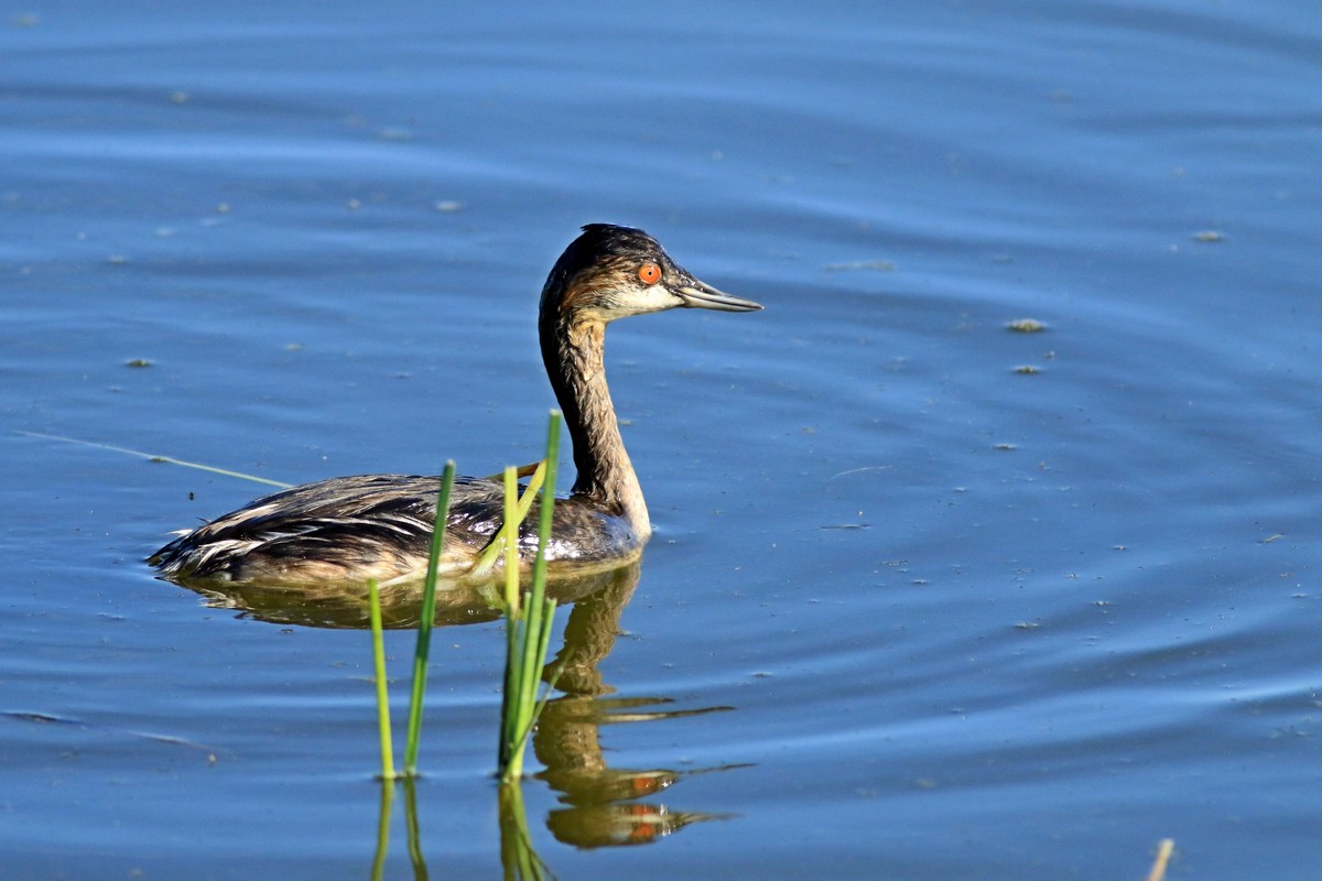 Svasso piccolo ( Podiceps nigricollis )