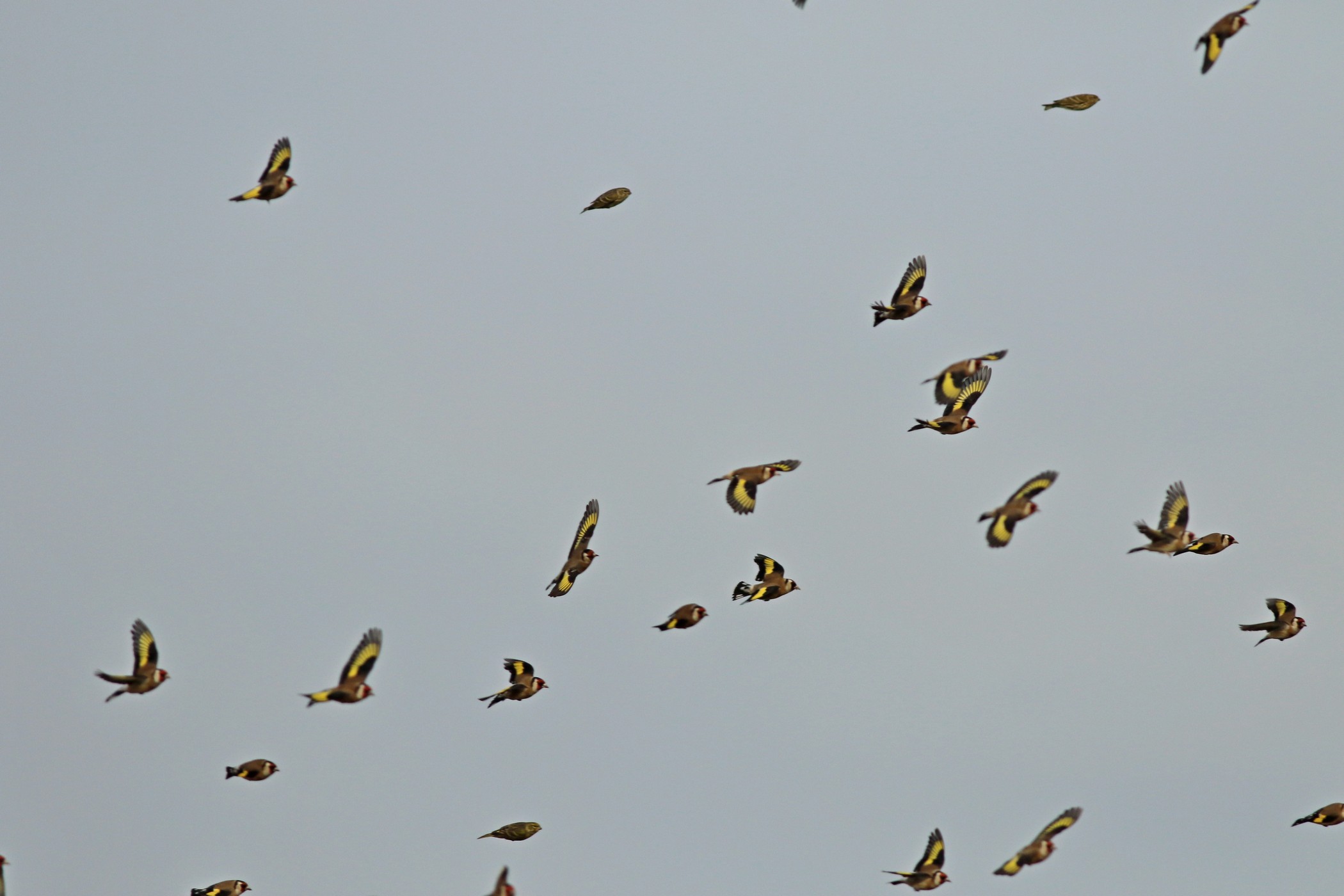 Cardellini ( Carduelis carduelis ) in volo