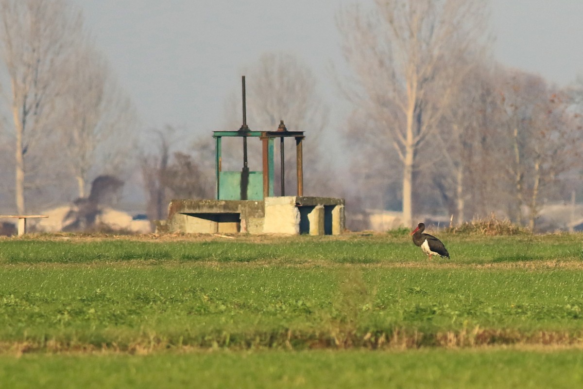 Cicogna nera (Ciconia nigra )