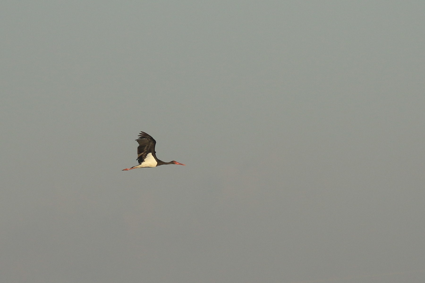 Cicogna nera (Ciconia nigra )