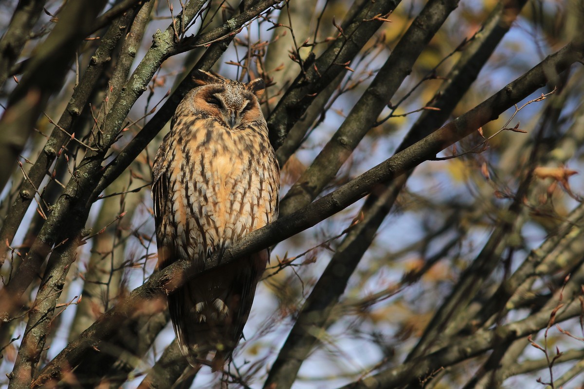 Gufo comune ( Asio otus )