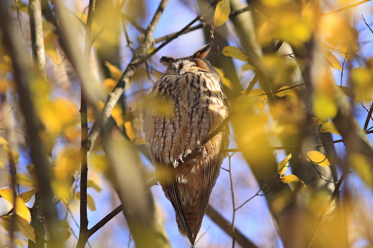 Gufo comune ( Asio otus )
