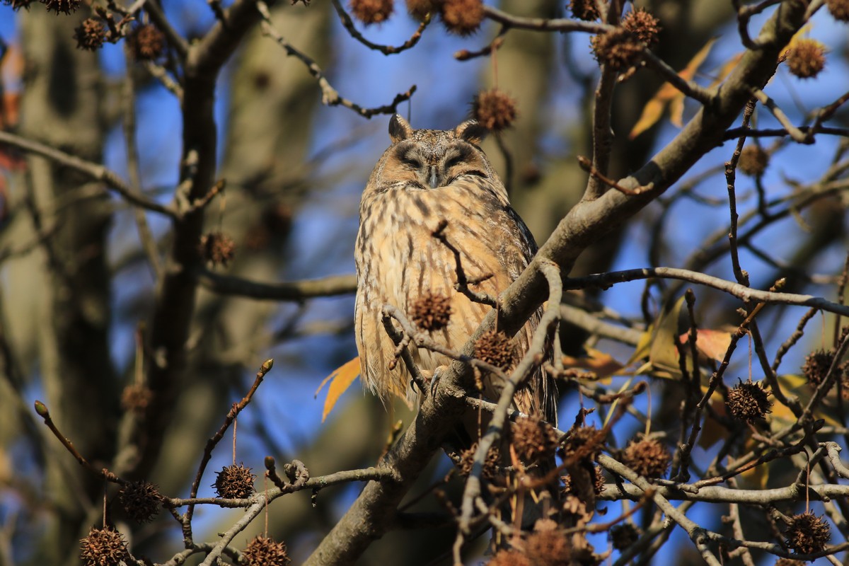 Gufo comune ( Asio otus )