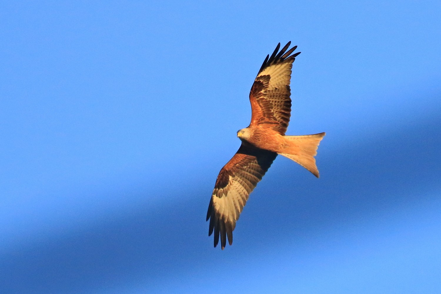 Nibbio reale (Milvus milvus )
