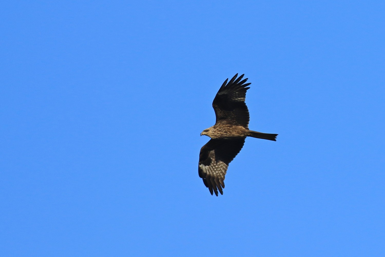 Conferma identificazione -Nibbio bruno (Milvus migrans )