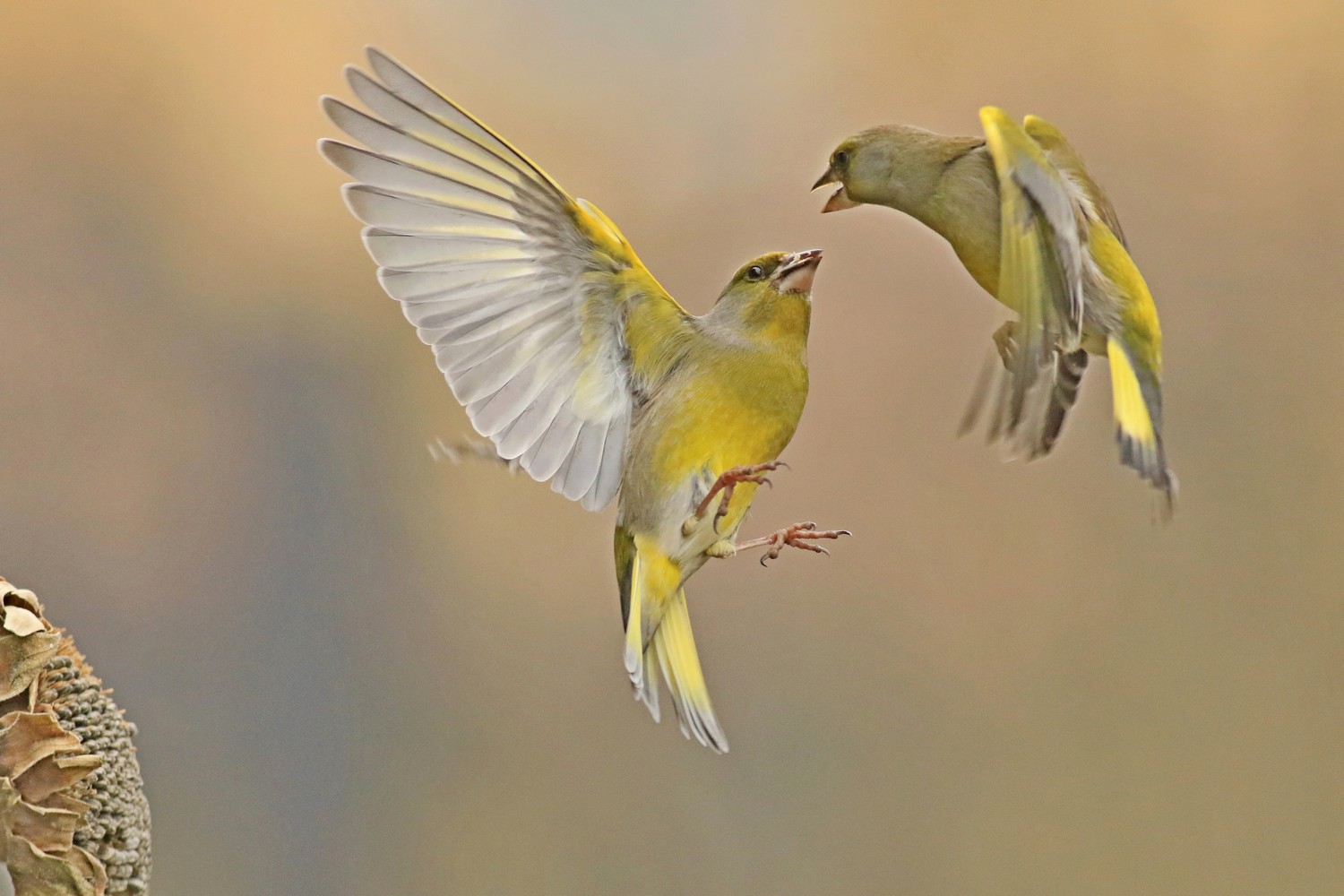 Verdoni ( Chloris chloris ) volanti e litigiosi