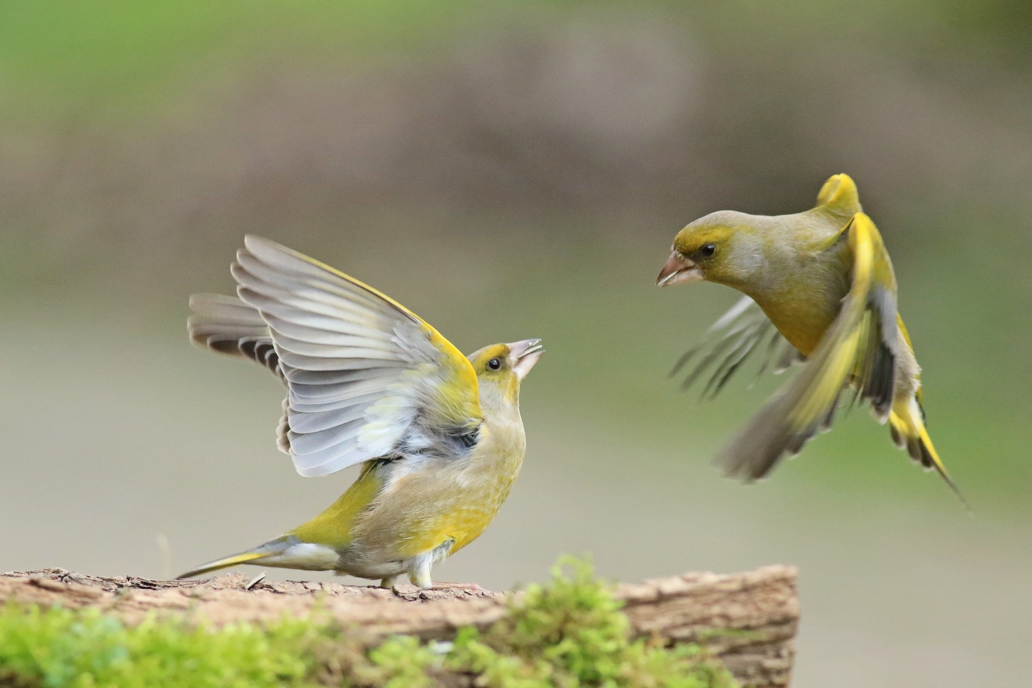 Verdoni ( Chloris chloris ) volanti e litigiosi