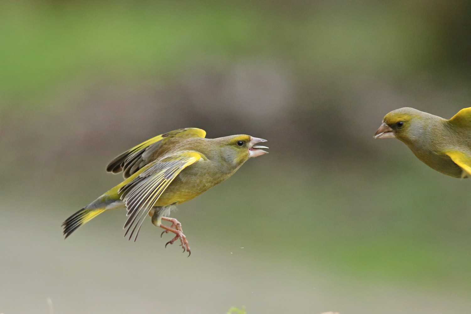 Verdoni ( Chloris chloris ) volanti e litigiosi