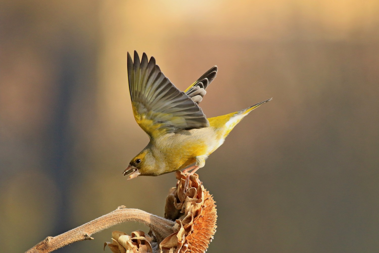 Verdoni ( Chloris chloris ) volanti e litigiosi