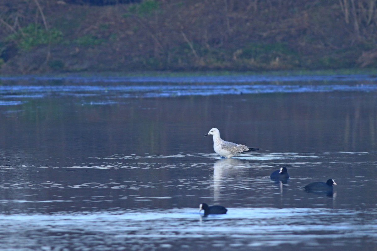 Gabbiani reali:  pontico (Larus cachinnans) e mediterraneo (Larus michahellis)