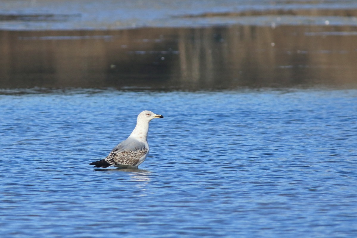 Gabbiani reali:  pontico (Larus cachinnans) e mediterraneo (Larus michahellis)