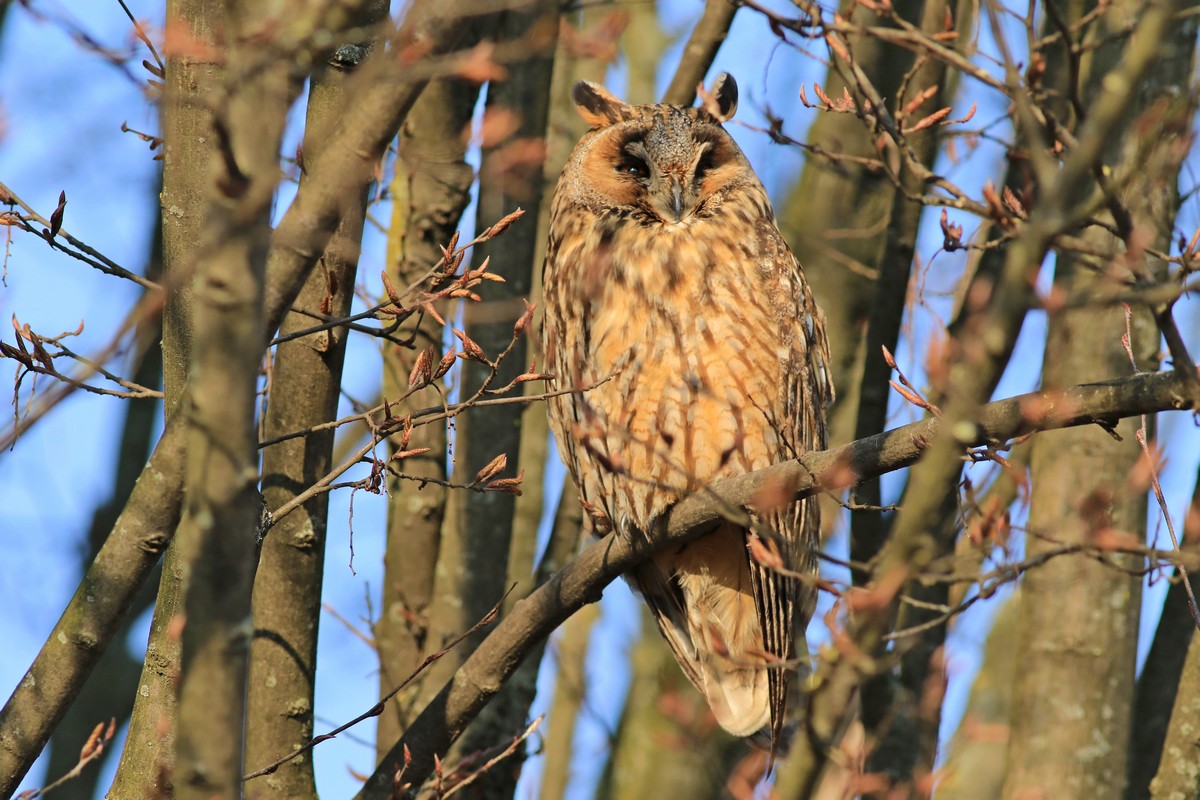 Gufo comune ( Asio otus )