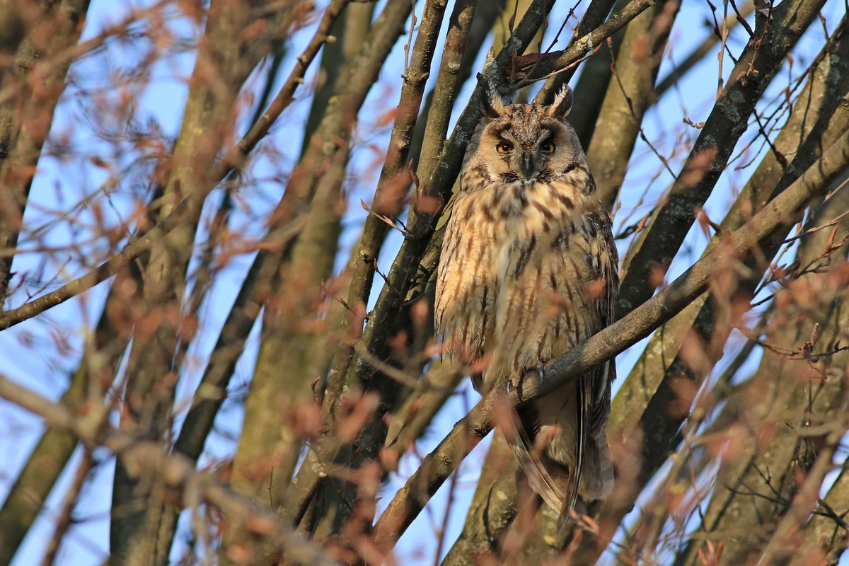 Gufo comune ( Asio otus )