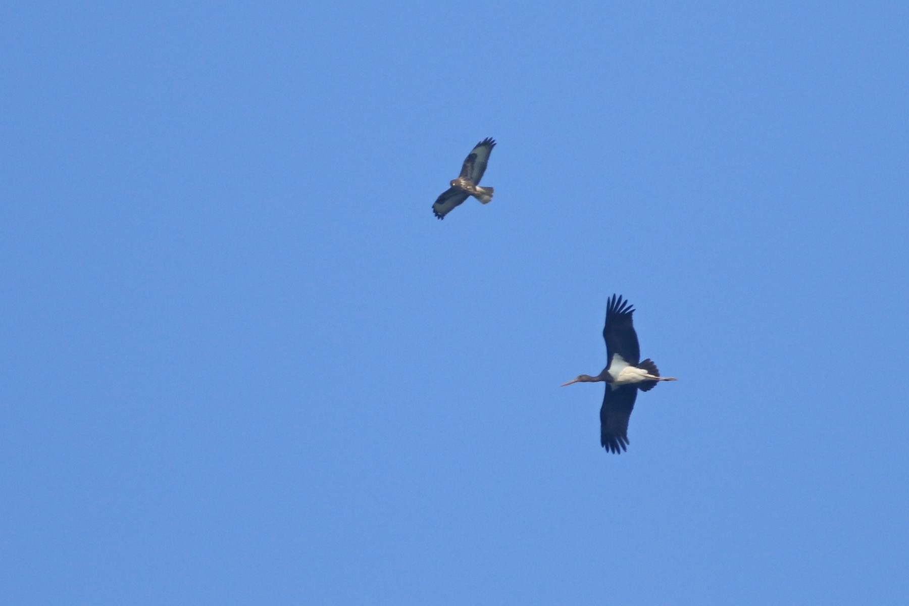 Cicogna nera ( Ciconia nigra )