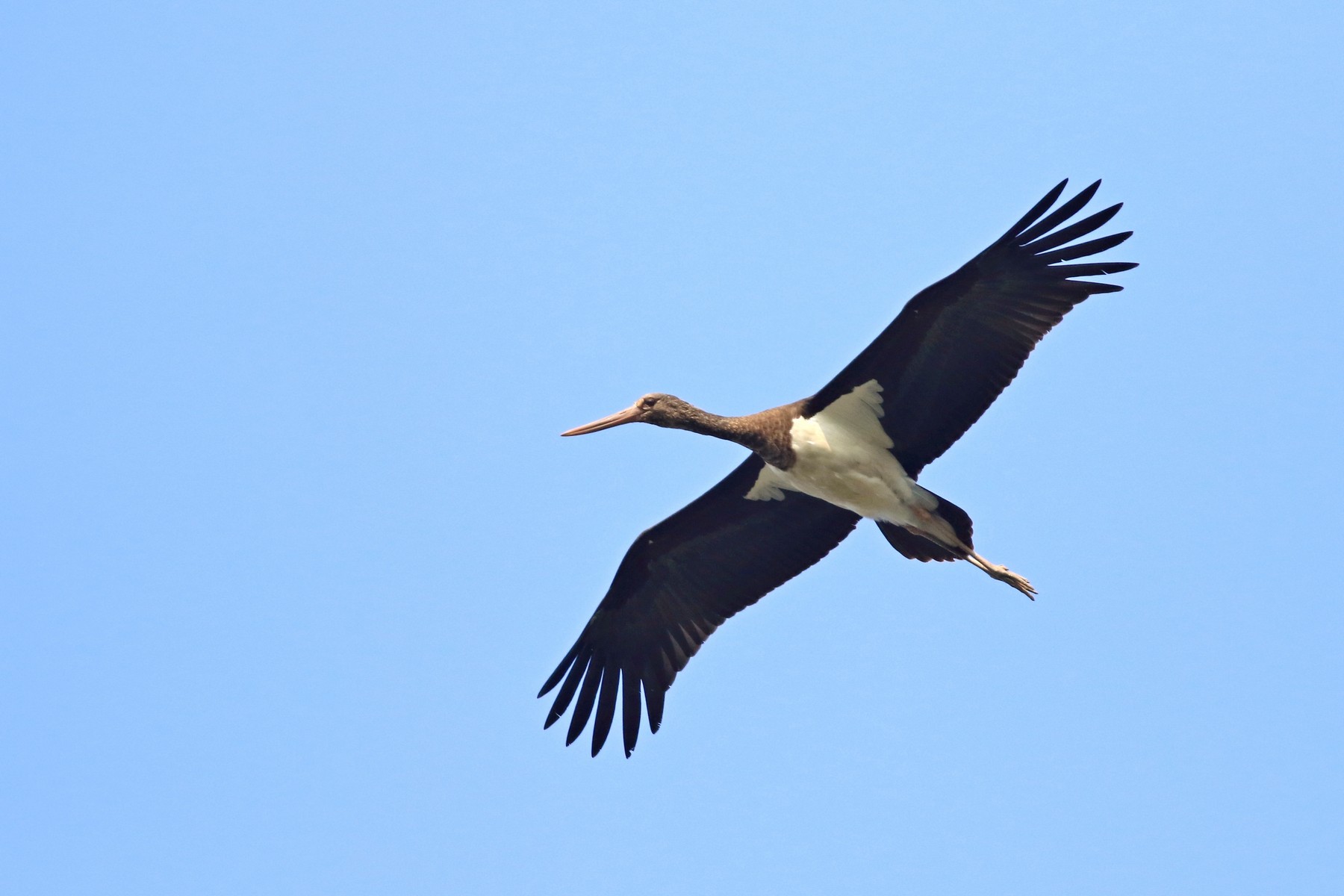 Cicogna nera ( Ciconia nigra )