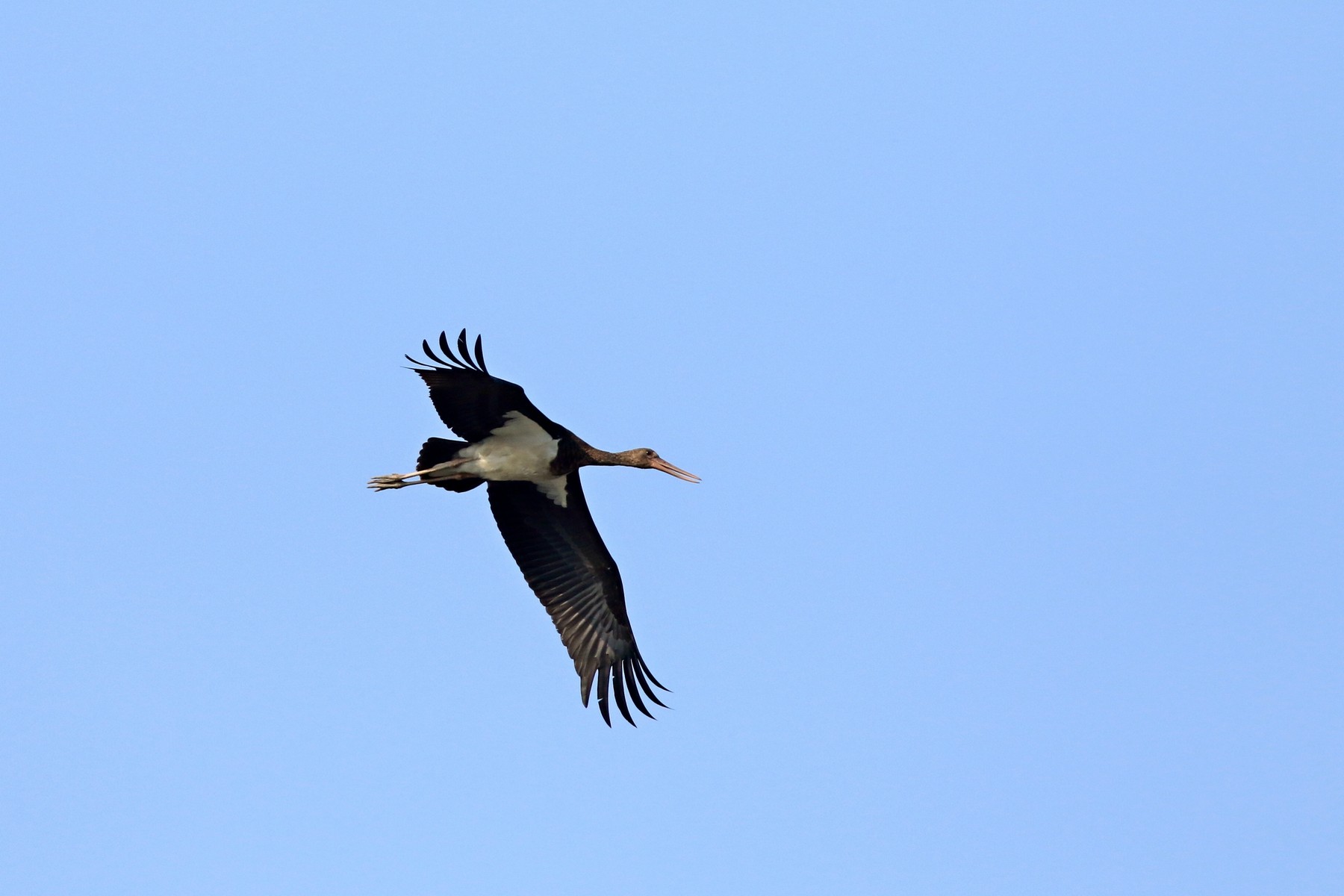 Cicogna nera ( Ciconia nigra )