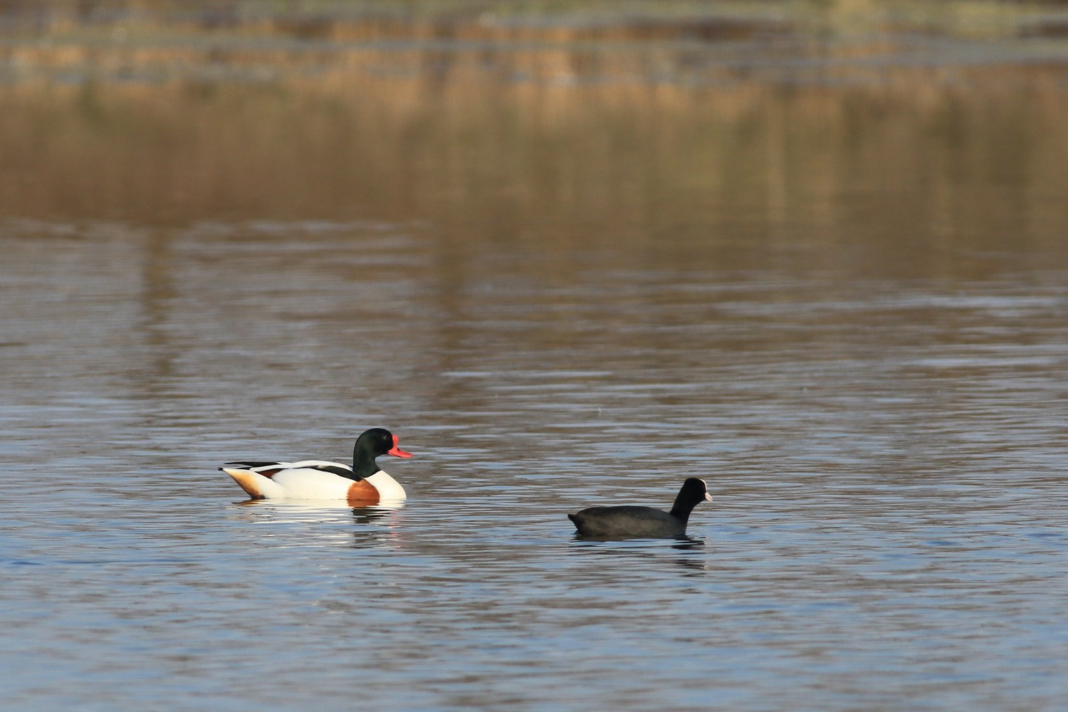 Volpoca (  Tadorna tadorna )