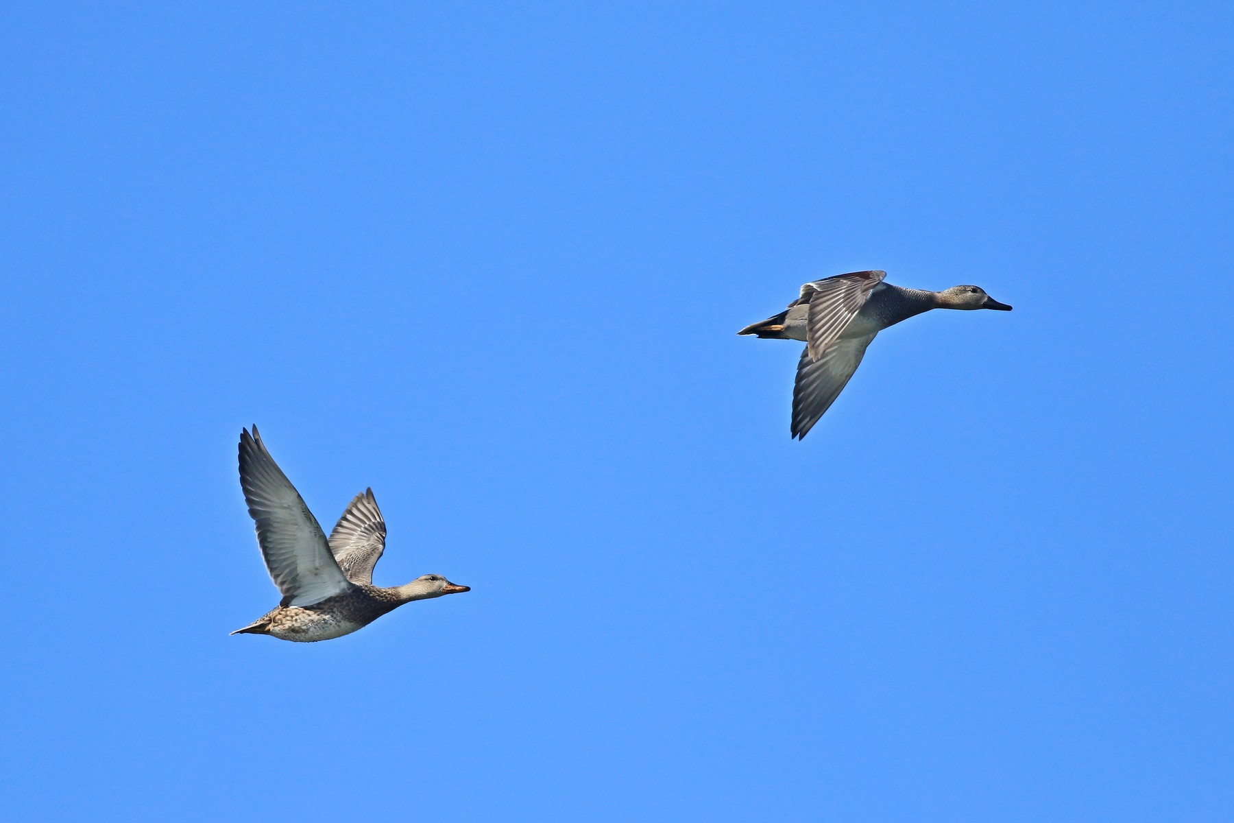 Canapiglia - coppia ( Anas strepera )