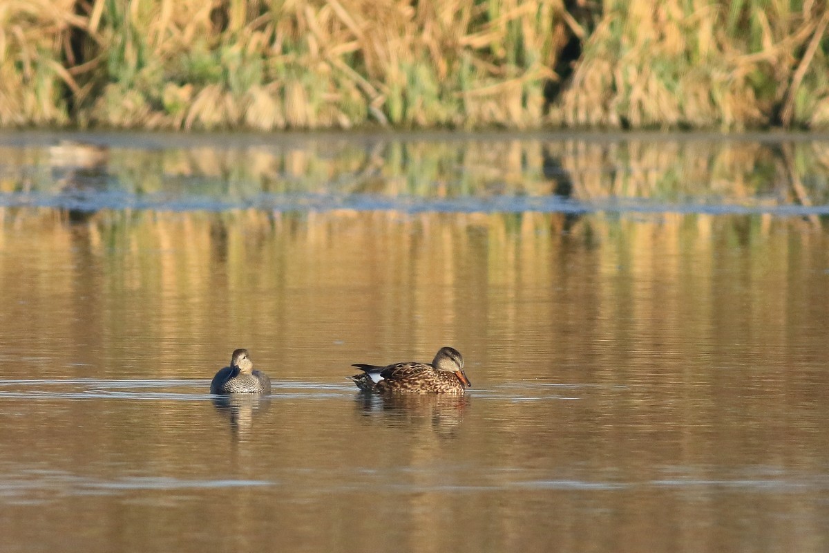 Canapiglia - coppia ( Anas strepera )