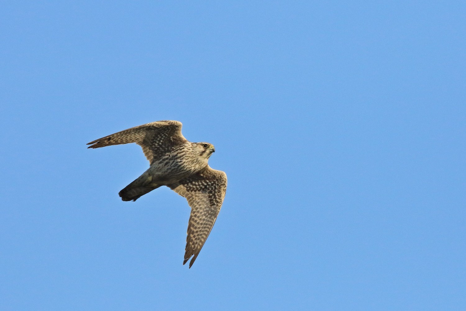 Falco pellegrino siberiano (Falco peregrinus calidus)
