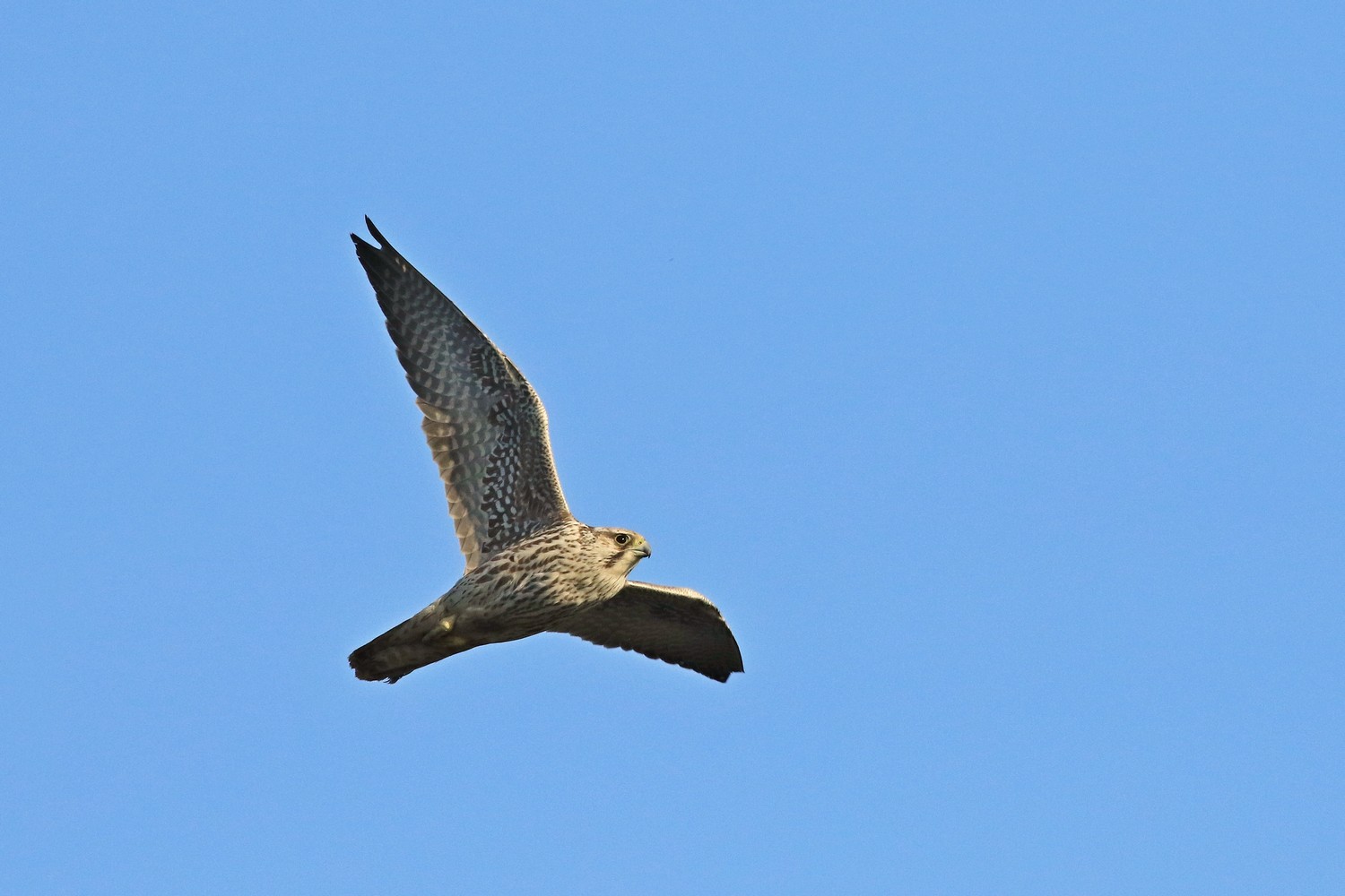 Falco pellegrino siberiano (Falco peregrinus calidus)