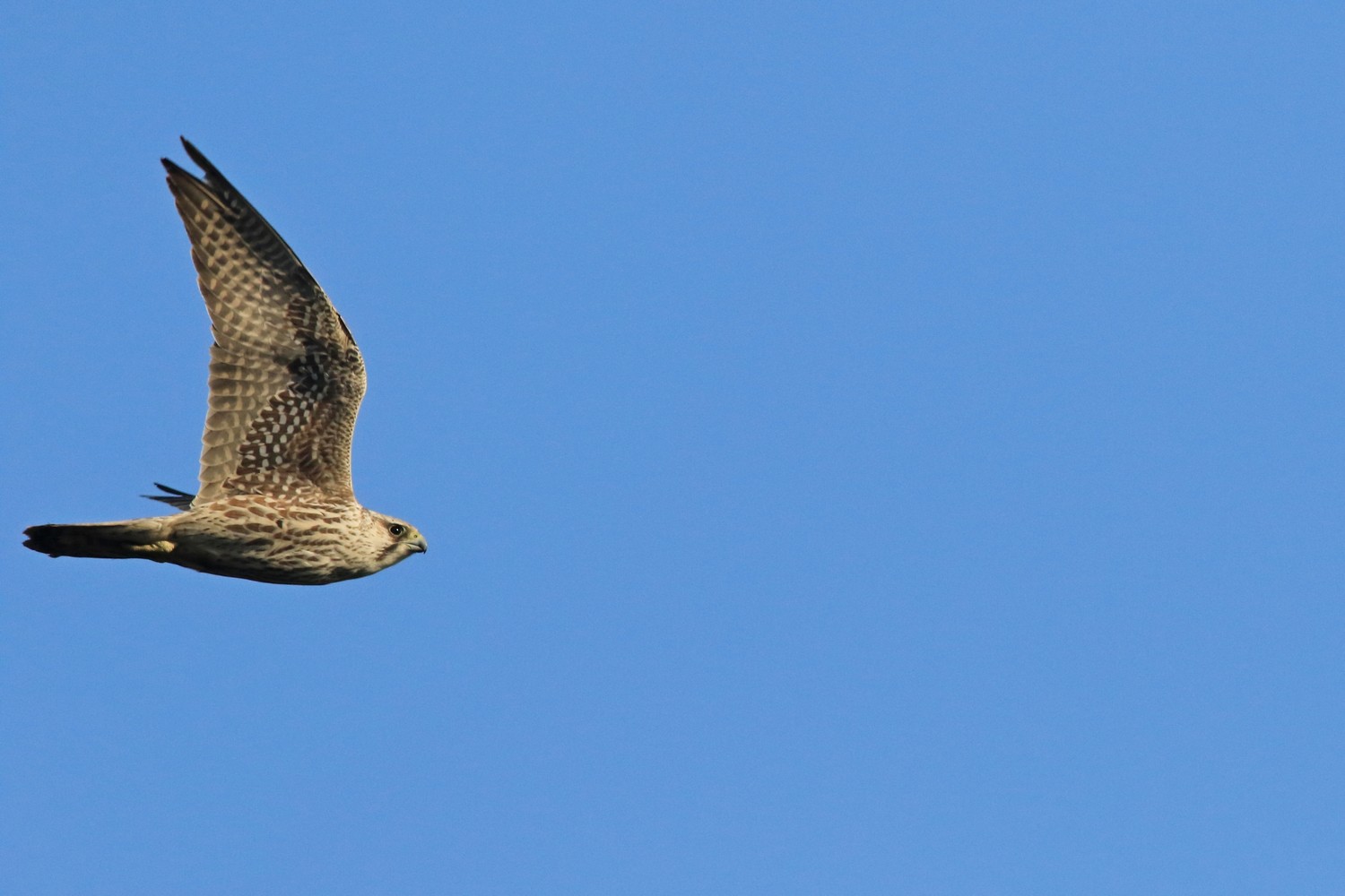 Falco pellegrino siberiano (Falco peregrinus calidus)