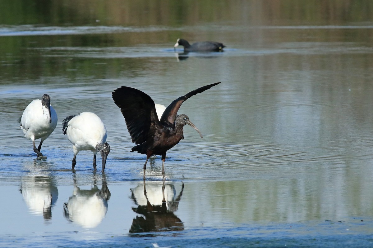 Mignattaio (  Plegadis falcinellus )