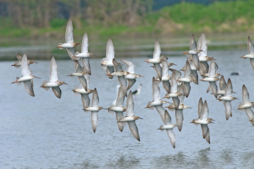 Combattenti ( Philomachus pugnax ) in volo