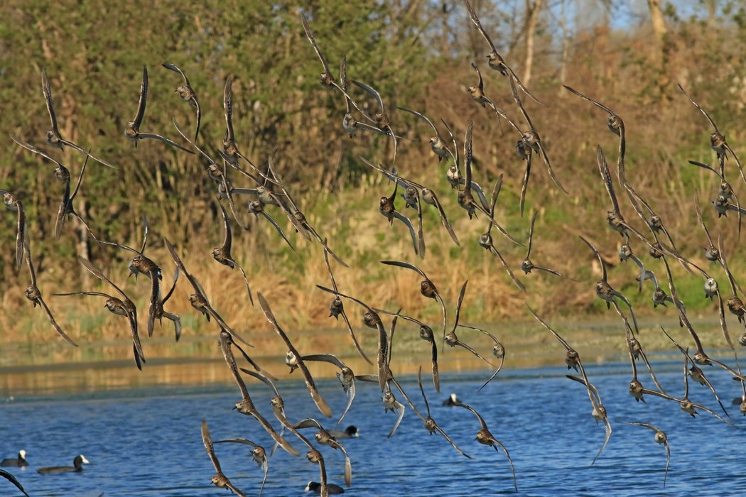 Combattenti ( Philomachus pugnax ) in volo