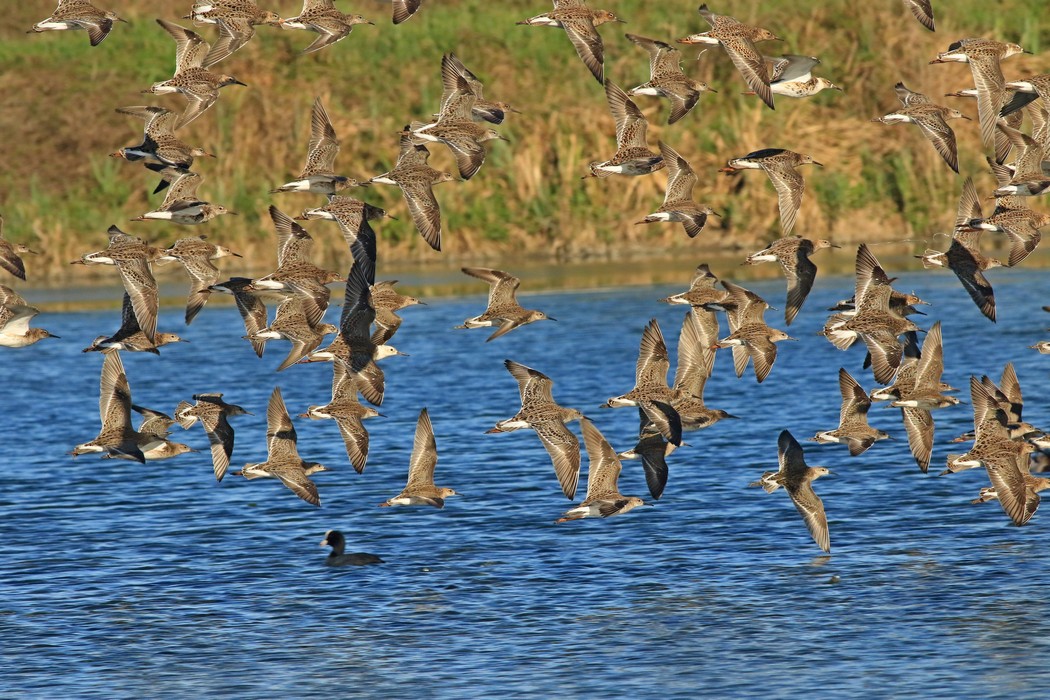 Combattenti ( Philomachus pugnax ) in volo