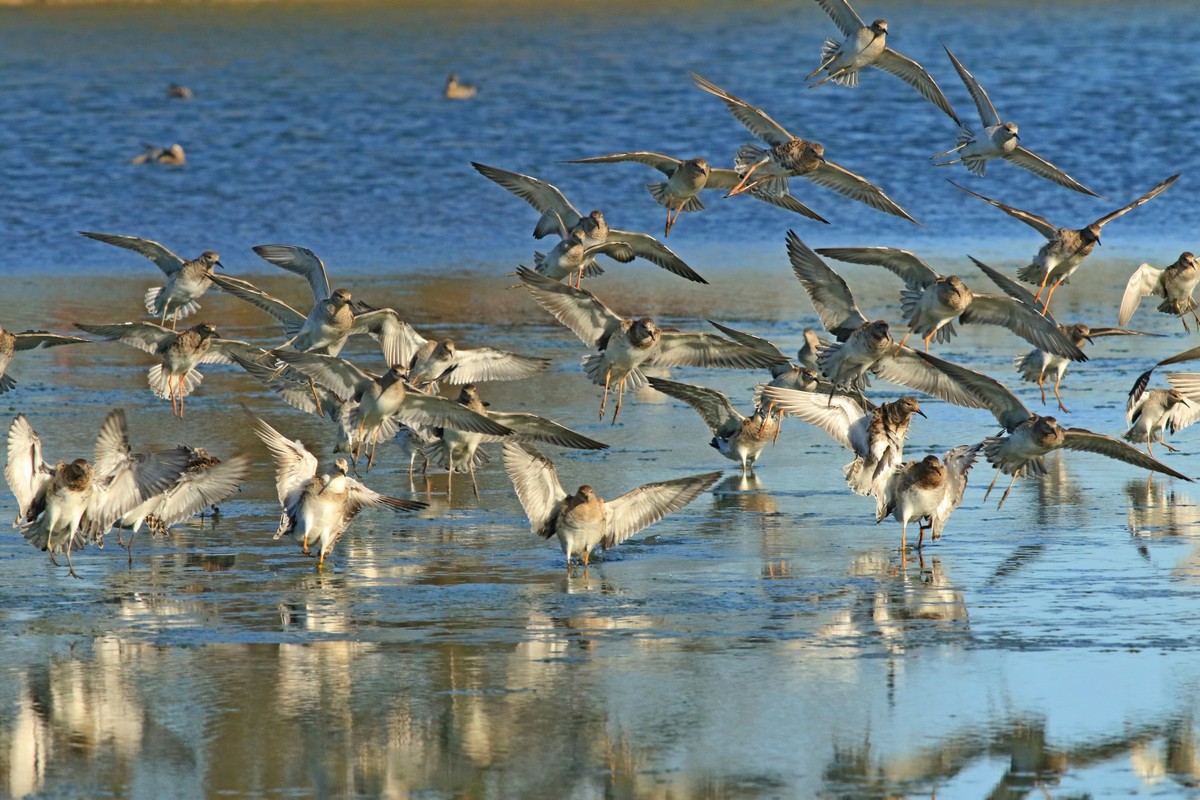 Combattenti ( Philomachus pugnax ) in volo