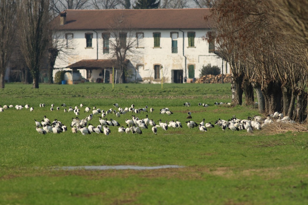 Ibis sacro ( Threskiornis aethiopicus ) - oltre 130
