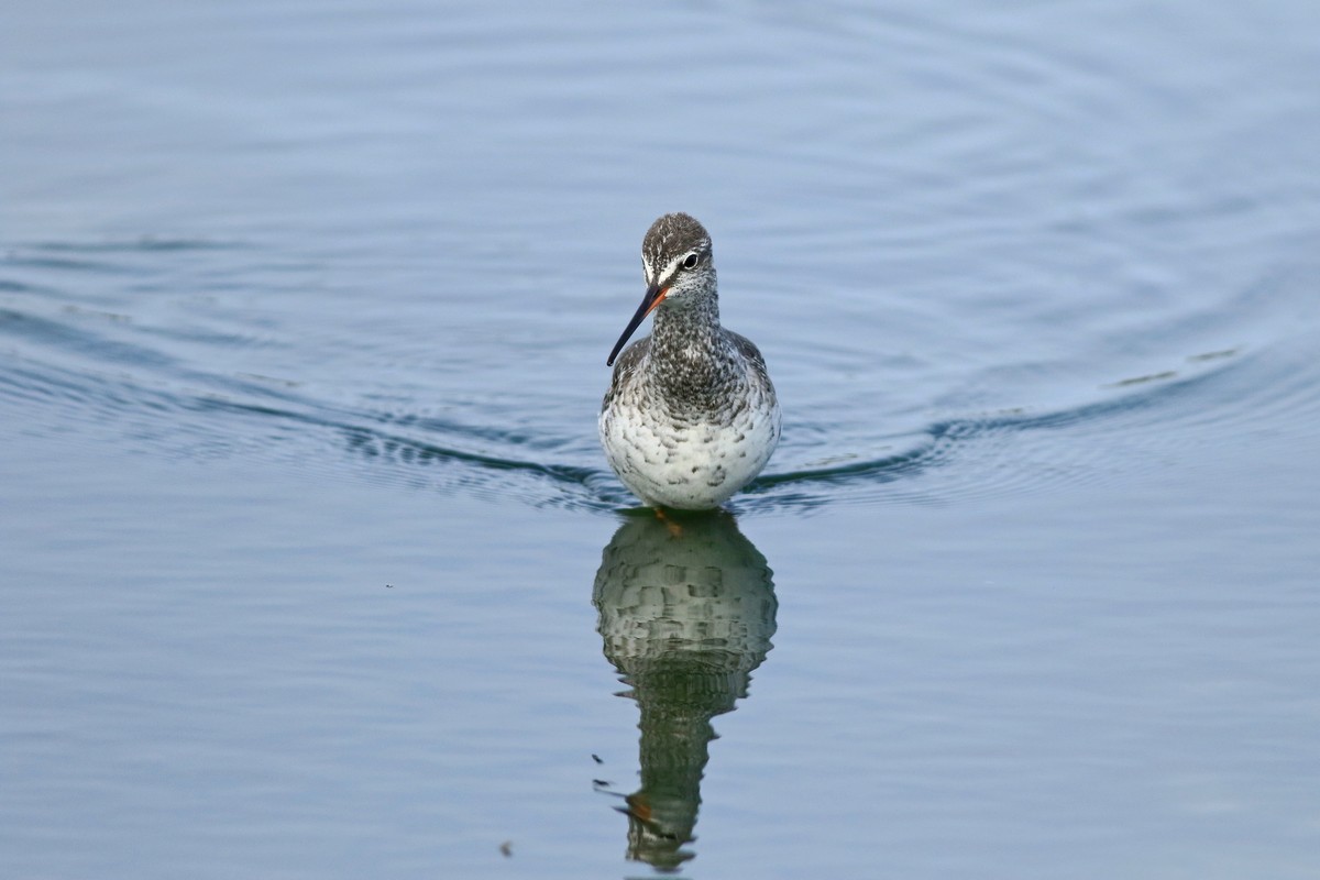 Totano moro ( Tringa erythropus )