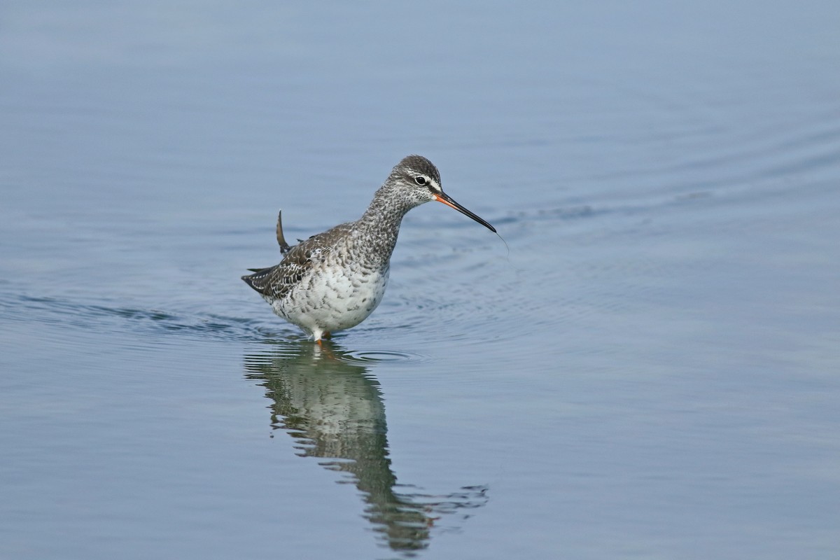 Totano moro ( Tringa erythropus )