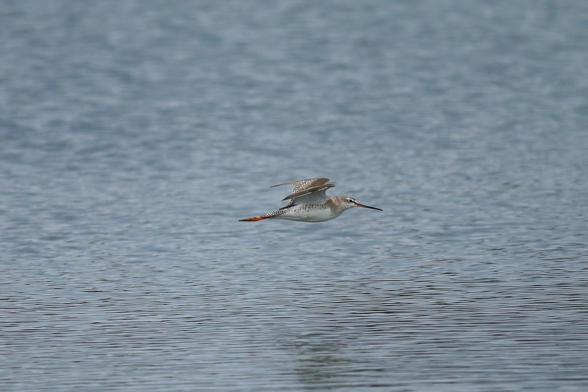 Totano moro ( Tringa erythropus )