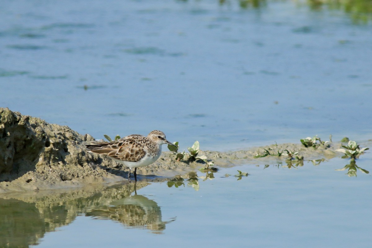 Gambecchio comune ( Calidris minuta )