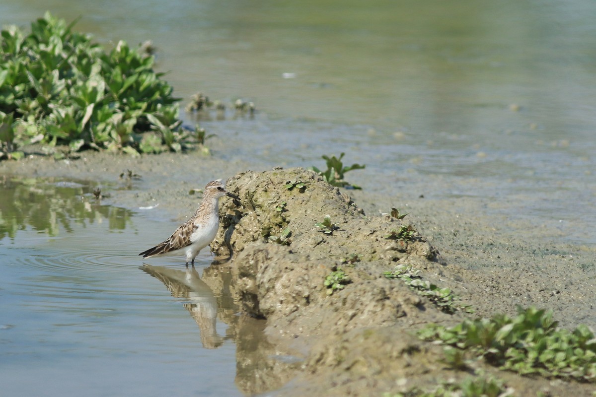 Gambecchio comune ( Calidris minuta )
