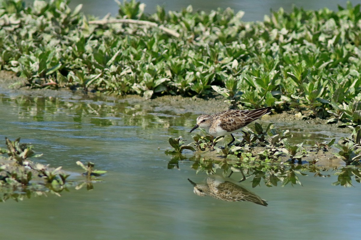 Gambecchio comune ( Calidris minuta )