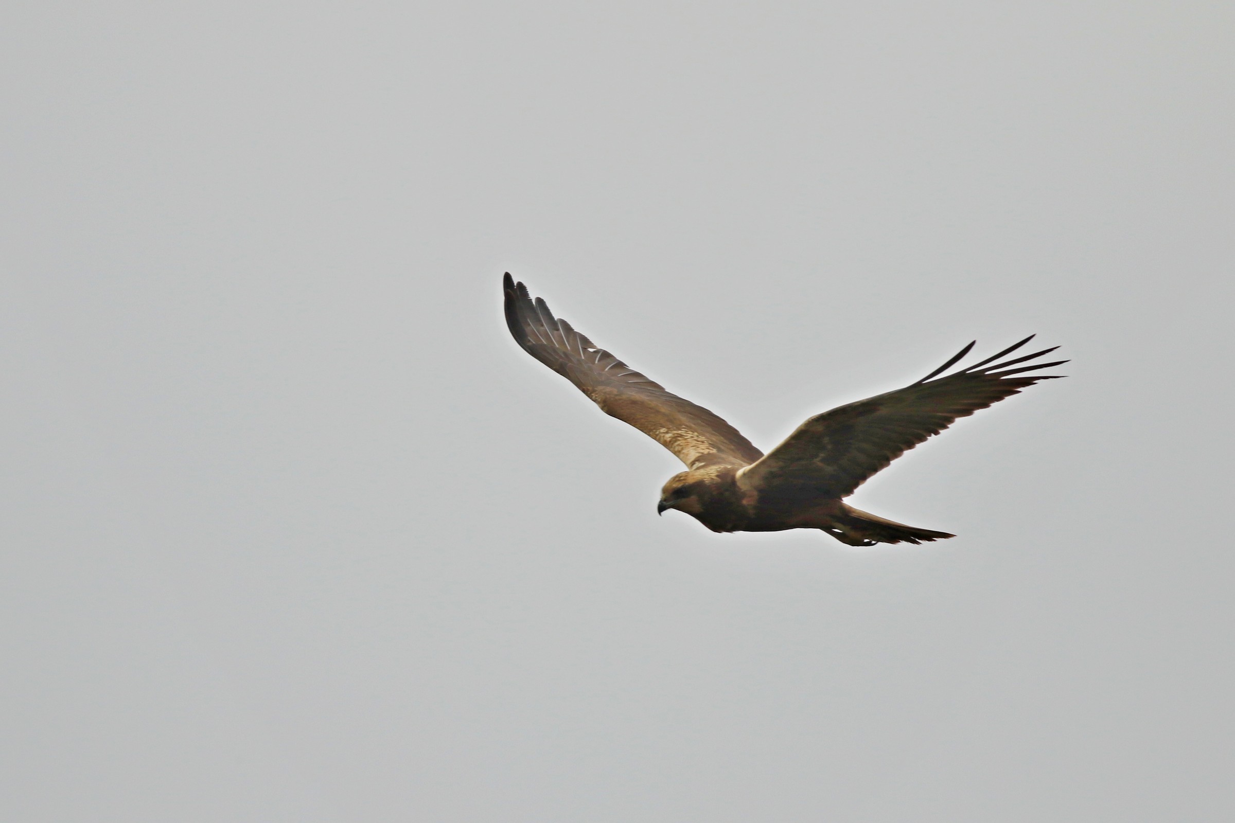 Falco palude ( Circus aeruginosus  ) femmina
