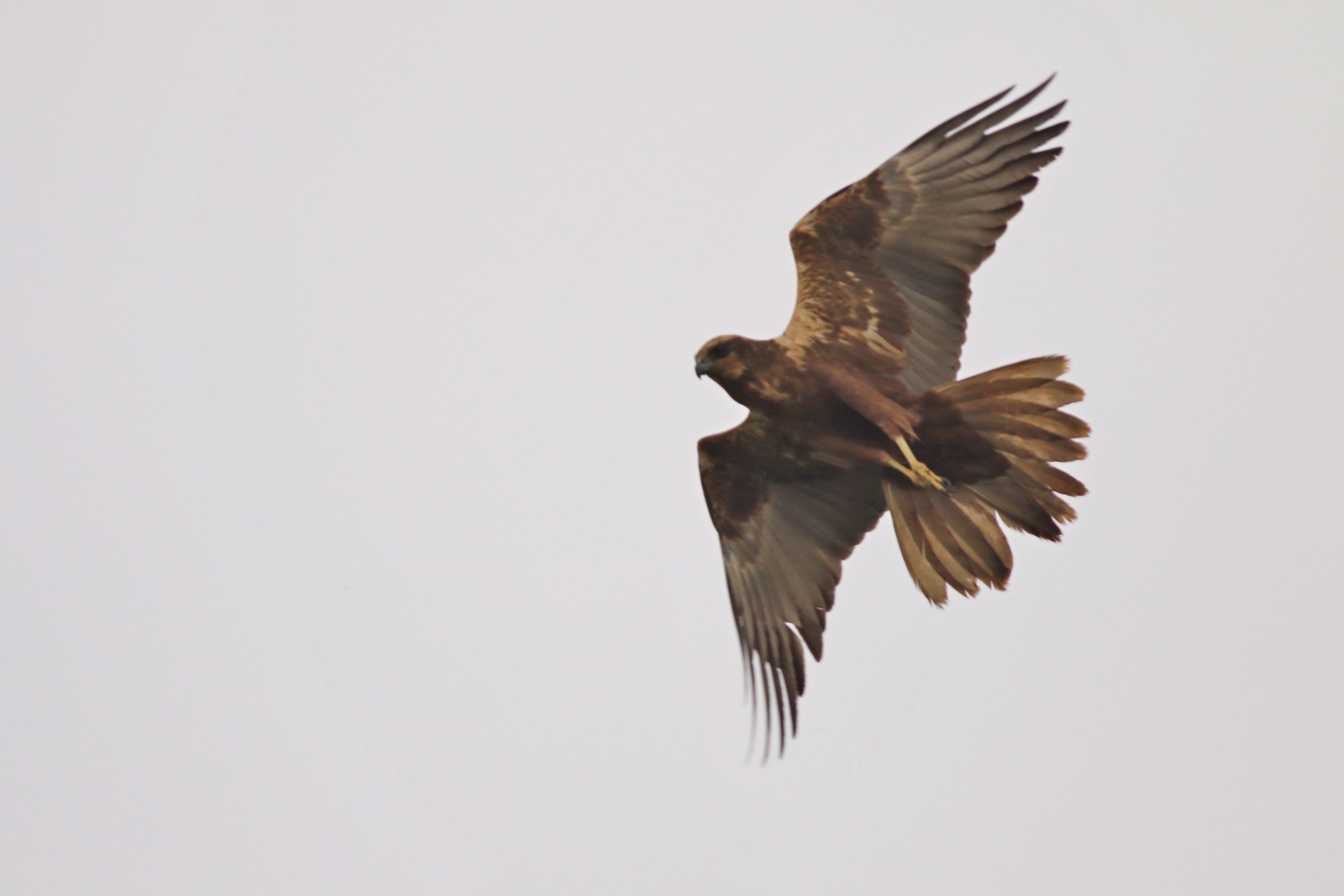 Falco palude ( Circus aeruginosus  ) femmina