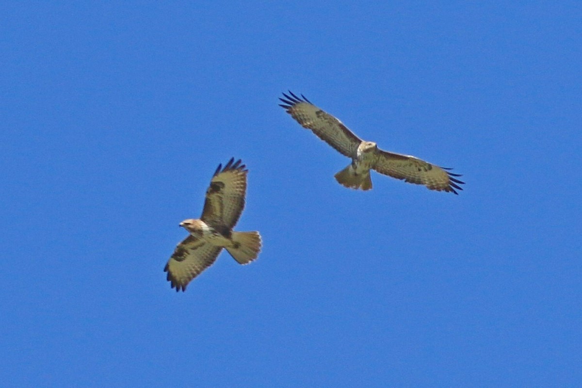 Aiuto identificazione Poiane:  Poiana comune (Buteo buteo)