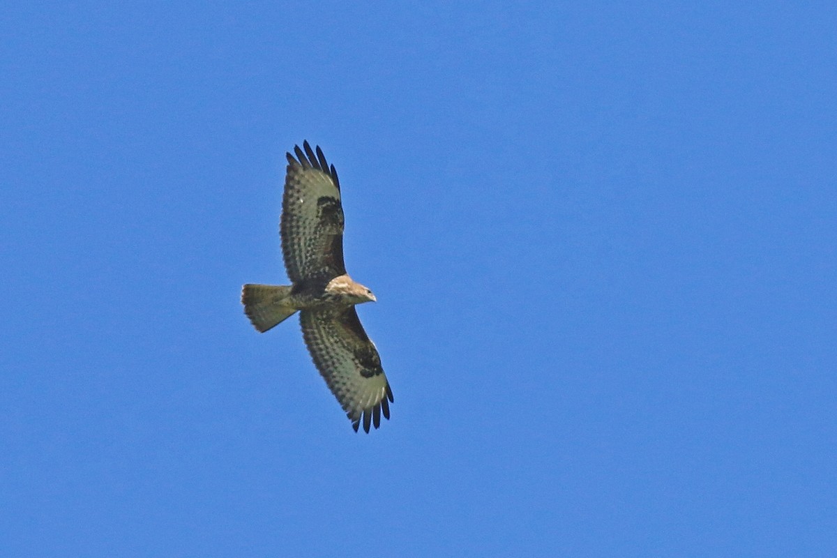 Aiuto identificazione Poiane:  Poiana comune (Buteo buteo)