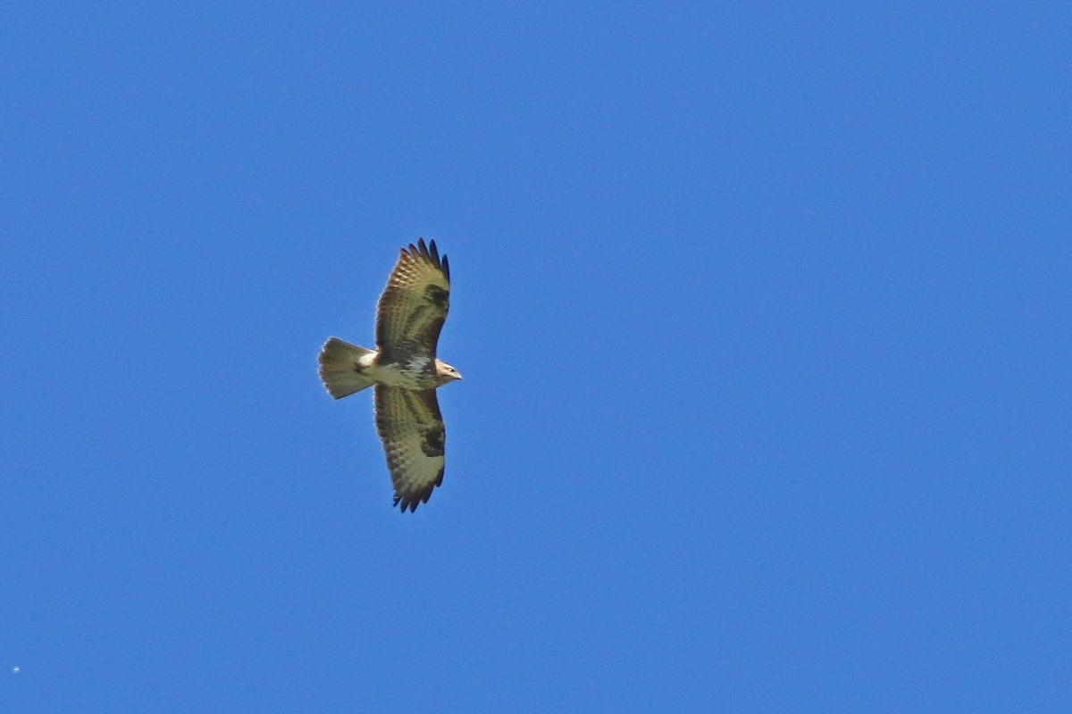 Aiuto identificazione Poiane:  Poiana comune (Buteo buteo)