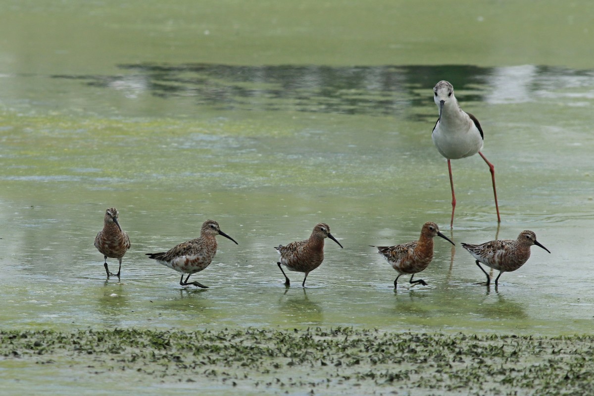 Conferma identificazione:   Piovanelli comuni (Calidris ferruginea )