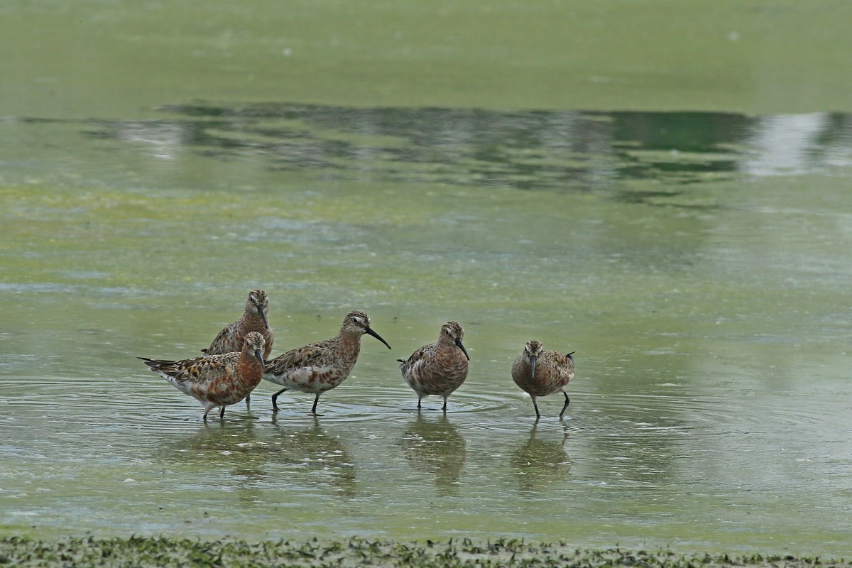 Conferma identificazione:   Piovanelli comuni (Calidris ferruginea )