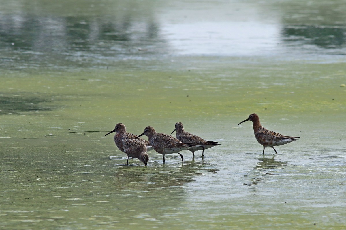 Conferma identificazione:   Piovanelli comuni (Calidris ferruginea )