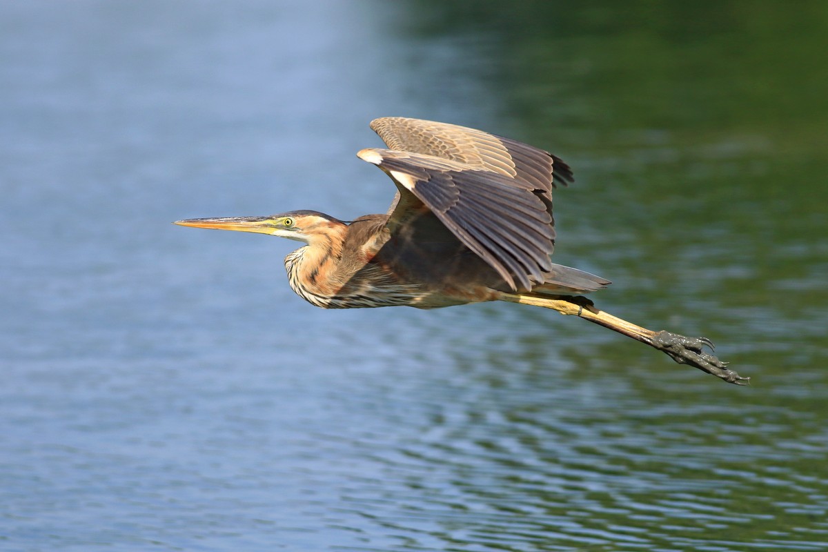 Airone rosso ( Ardea purpurea )