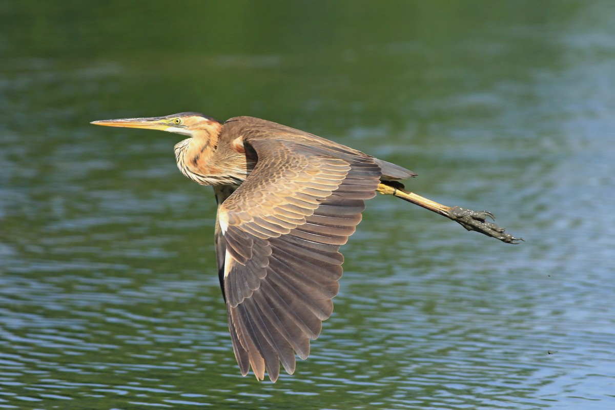 Airone rosso ( Ardea purpurea )